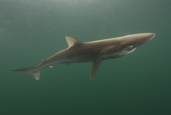 Pacific Sharpnose Shark Rhizoprionodon longurio